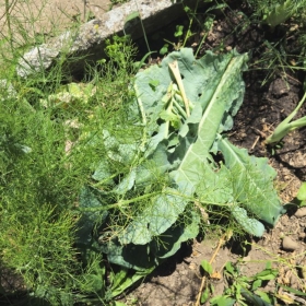 Blumenkohlernte 2026-07-28 11.47.